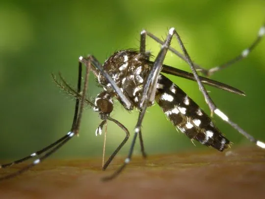 dengue