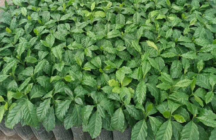 730x473_250320091106_60098