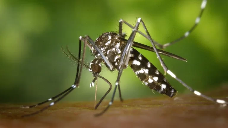 dengue