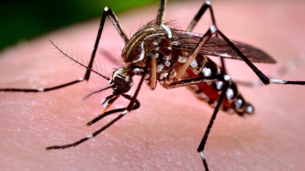 chikungunya_large