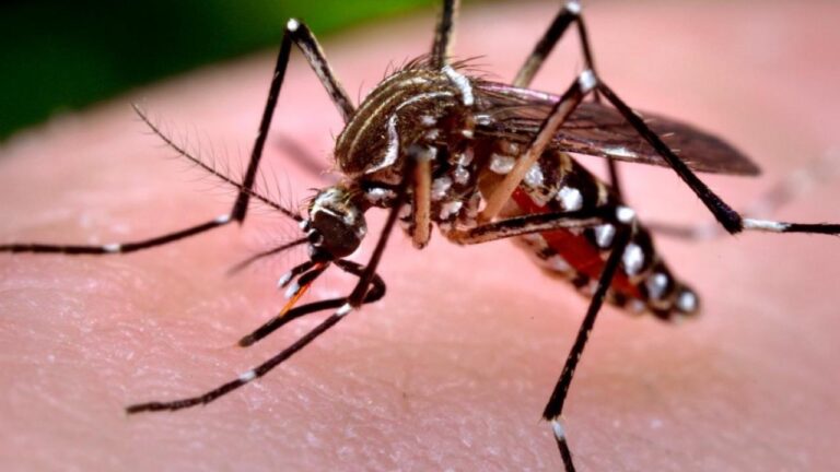 chikungunya_large