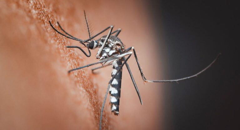 la-paz-reporta-unos-70-casos-de-chikungunya-segun-el-sedes-1326079