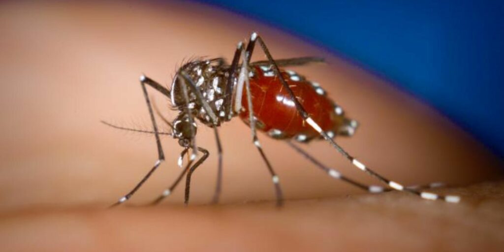 Aedes-albopictus-mosquito-Yellow-fever-Dengue-Chikungunya-panorama-25caaefa58cebfdc728be97b775249a7-ifmulep01ros